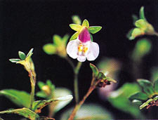 ผักต่องแต่ง Mazus pumilus (Burn.f.)van Steenis<br/>SCROPHULARIACEAE