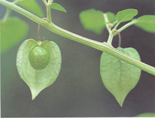 โทงเทง Physalis angulata Linn.<br/>SOLANACEAE