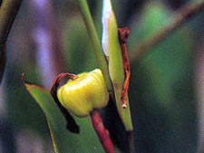 คล้ากั้นแหย่ง Schumannianthus dichotomus (Roxb.)Gagnep.<br/>MARANTACEAE