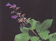 คนทิสอ Vitex trifolia Linn.<br/>VERBENACEAE