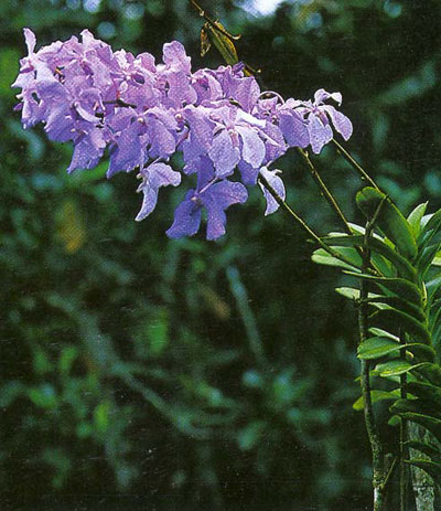 ฟ้ามุ่ย Vanda coerulea Griff. ex Lindl.<br/>ORCHIDACEAE