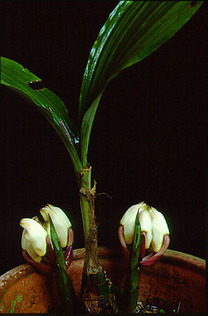 นกแก้วปากหงาย Acanthephippium sylhetense Lindl.<br/>ORCHIDACEAE