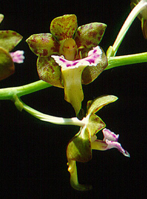 เอื้องอินทจักร Aerides flabellata Rolfe ex Downie<br/>ORCHIDACEAE