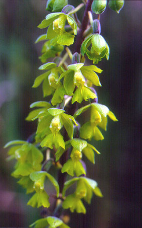 น้ำต้นเชียงดาว Calanthe simplex Seidenf.<br/>ORCHIDACEAE