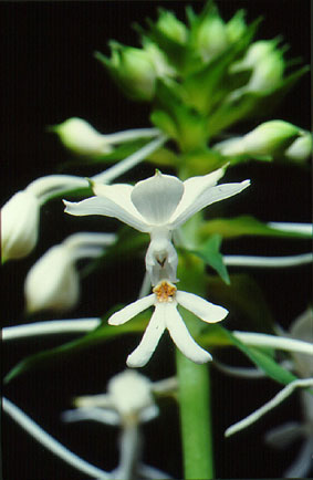 อั้วข้าวตอก Calanthe triplicata (Willemet) Ames<br/>ORCHIDACEAE