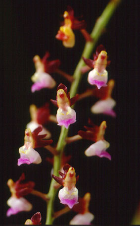 เอื้องซุ้มเทียน Cleisotoma filiciforme (Lindl.) Garay<br/>ORCHIDACEAE