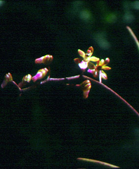 เอื้องศรีสมร Cleisotoma simondii (Gagnep.) Seidenf.<br/>ORCHIDACEAE