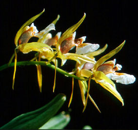 เอื้องเทียนสีส้ม Coelogyne brunnea Lindl.<br/>ORCHIDACEAE