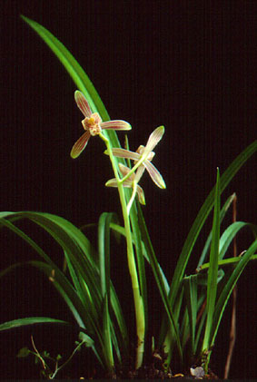 จุหลัน Cymbdium ensifolium (L.) Sw.<br/>ORCHIDACEAE