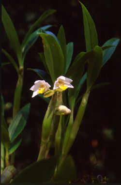 เอื้องศรีประภา Eria cristata Rolfe<br/>ORCHIDACEAE