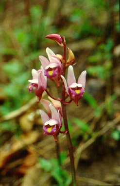 ว่านหัวครู Eulophia spectabilis (Dennst.) Suresh<br/>ORCHIDACEAE