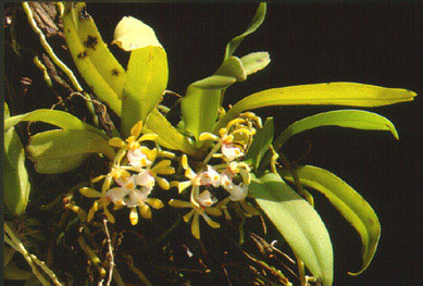 ช้างฮ้อมคอ Gastrochilus obliquus (Lindl.) Kuntze<br/>ORCHIDACEAE