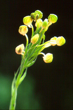 นาวอั้วมันปู Habenaria rostellifera Rchb.f.<br/>ORCHIDACEAE