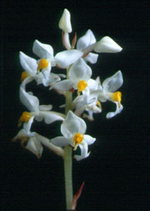 ว่านน้ำทอง Ludisia discolor (Ker Gawl.) A. Rich.<br/>ORCHIDACEAE