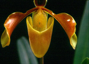 รองเท้านารีอินทนนท์ลาว Paphiopedilum gratrixianum (Mast.) Guillaumin<br/>ORCHIDACEAE