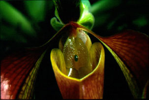 รองเท้านารีอินทนนท์ Paphiopedilum villosum (Lindl.) Stein<br/>ORCHIDACEAE