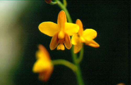 เอื้องหัวข้าวเหนียว Spathoglottis affinis de Vriese<br/>ORCHIDACEAE