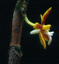 เอื้องจำคอน Trichoglottis cirrhifera Teijsm. & Binnend.<br/>ORCHIDACEAE