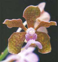 สามปอยชมพู Vanda bensonii Batem<br/>ORCHIDACEAE