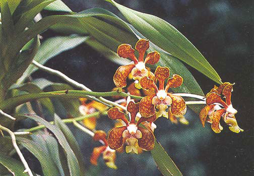 สามปอยดง Vanda brunnea Rchb.f.<br/>ORCHIDACEAE