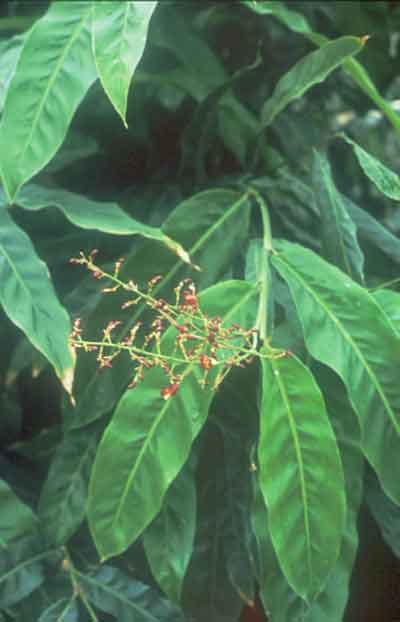 ข่าลิง Alpinia conchigera Griff.<br/>ZINGIBERACEAE