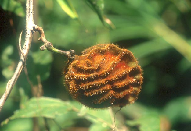 สะบ้าลาย Mucuna interrupta Gagnap.<br/>FABACEAE (LEGUMINOSAE-PAPILIONOIDEAE)