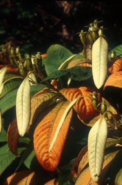 วิรุญจำบัง Neohymenopogon parasiticus (Wall.)Bennet<br/>RUBIACEAE