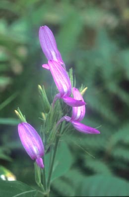 จ๊าฮ่อม Peristrophe lanceolaria (Roxb.)Nees<br/>ACANTHACEAE