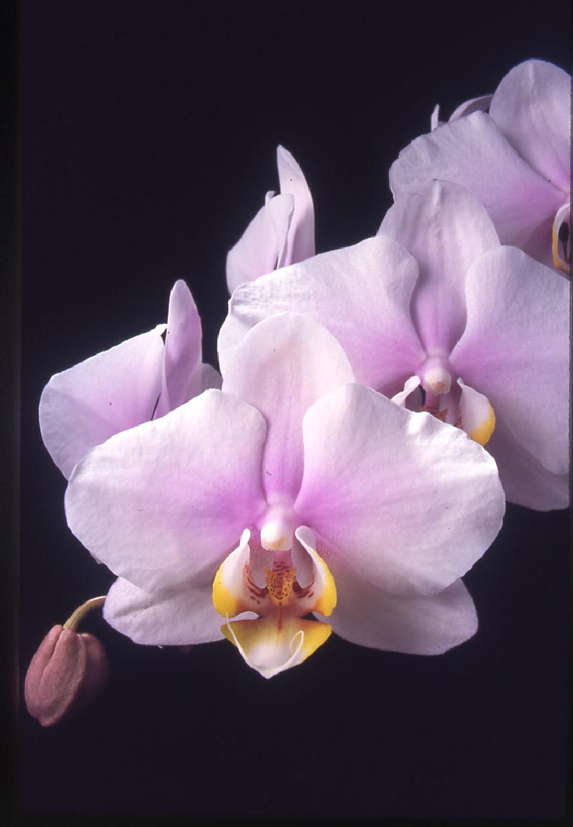 ฟาแลนนอพซิสพรินเซสจุฬาภรณ์ Phalaenopsis 'Princess Chulabhorn'<br/>ORCHIDACEAE