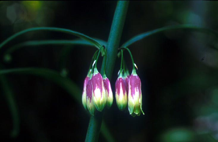 กะเลียว Polygonatum kingianum Coll. & Hemsl.<br/>LILIACEAE