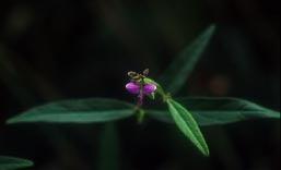 อีแตน Polygala persicariifolia DC.<br/>POLYGALACEAE