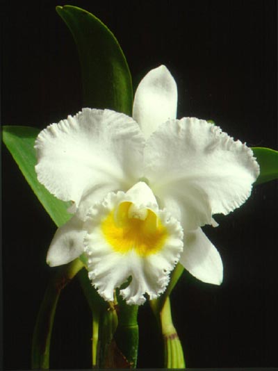 กล้วยไม้แคทลียาควีนสิริกิติ์ Cattleya 'Queen Sirikit'<br/>ORCHIDACEAE