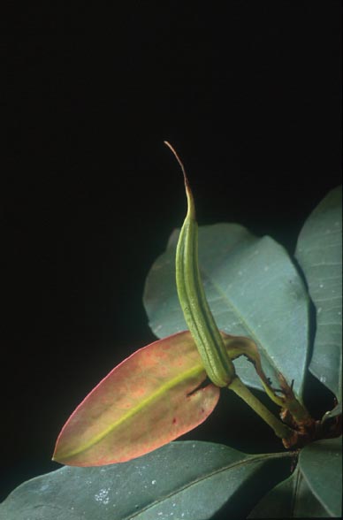 คำขาว Rhododendron moulmeinense Hook.f.<br/>ERICACEAE