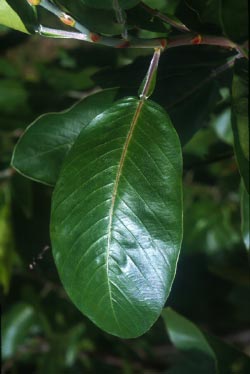 ไชหิน Tadehagi godefroyanum (Kuntze) Ohashi<br/>FABACEAE (LEGUMINOSAE-PAPILIONOIDEAE)