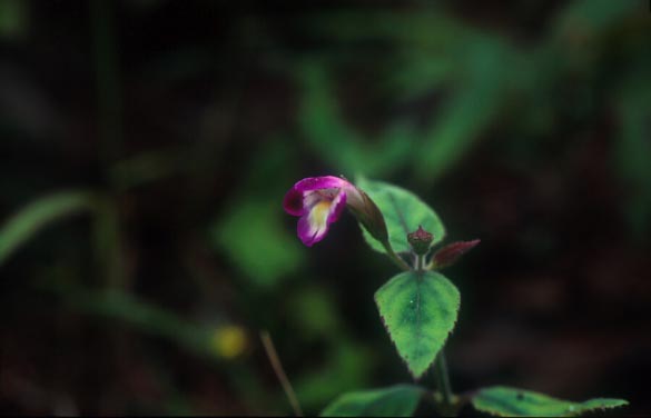 แววสุพัตรา Torenia pierreana Bonati<br/>SCROPHULARIACEAE