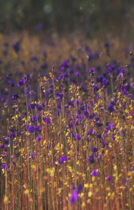 ดุสิตา Utricularia delphinioides Thor. ex Pell.<br/>LENTIBULARIACEAE