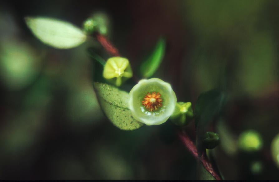 เม้าป่า Vaccinium dialypetalum J.J.Sm.<br/>ERICACEAE