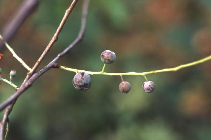 ส้มปี้ Vaccinium sprengelii (G.Don) Sleumer<br/>ERICACEAE