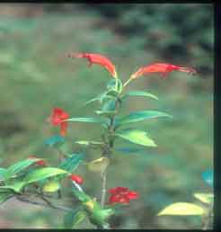 ว่านไก่แสด Aeschynanthus garrettii Craib<br/>GESNERIACEAE