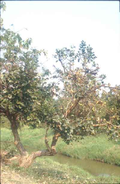 ทองกวาวเหลือง Butea monosperma (Lam.) Taub.<br/>FABACEAE (LEGUMINOSAE-PAPILIONOIDEAE)