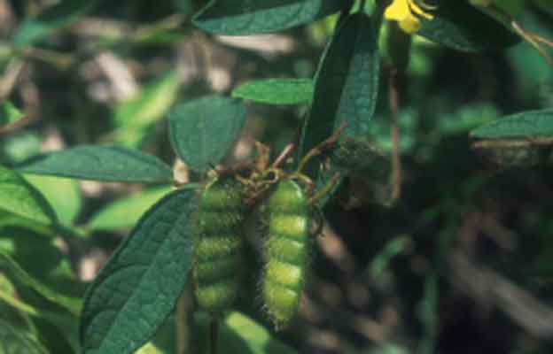 ขี้หนอนเถา Cajanus scarabaeoides(L.)Thouars var. scarabaeoides<br/>FABACEAE (LEGUMINOSAE-PAPILIONOIDEAE)