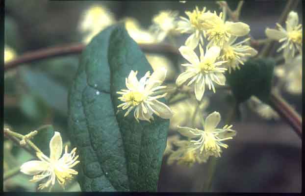 กำปองน้อย Clematis subumbellata Kurz<br/>RANUNCULACEAE