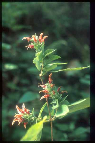 แสงระวี Colquhounia elegans Wall.<br/>LAMIACEAE (LABIATAE)