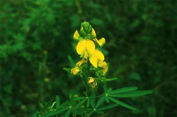 หิ่งหาย Crotalaria quinquefolia L.<br/>FABACEAE (LEGUMINOSAE-PAPILIONOIDEAE)