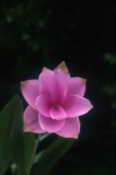 ปทุมมา Curcuma alismatifolia Gagnap.<br/>ZINGIBERACEAE