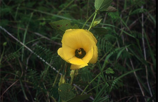 ปอต่อม Hibiscus glanduliferus Craib<br/>MALVACEAE