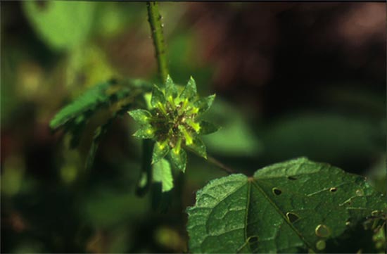 ส้มสันดาน Hibiscus hispidissimus Griff.<br/>MALVACEAE