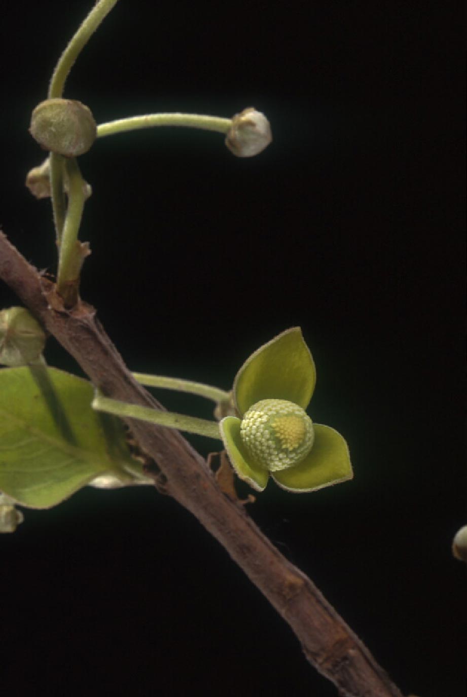 ขางหัวหมู Miliusa velutina (Dunal)Hook.f. & Thoms.<br/>ANNONACEAE