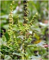 ผักขมหนาม Amaranthus spinosus L.<br/>AMARANTHACEAE