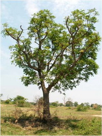 สะเดา Azadirachta indica A. Juss.<br/>MELIACEAE